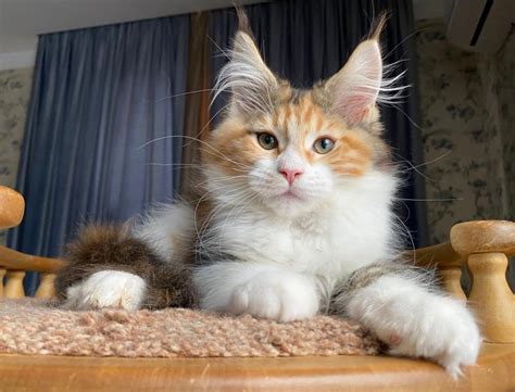 maine coon adopcion|Maine Coon Haven Rescue